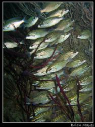 This was just a quick snap at a school of Dotted Bream, b... by Brian Mayes 